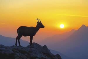A goat stands on a mountain top at sunset photo