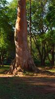 Sunlight shines in a beautiful old growth forest. Action. Sequoia massive green trees on a summer sunny day. video