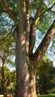 Beautiful trees in park on sunny summer day. Action. Beautiful soothing landscape of green park with large trees on sunny day. Well-maintained park with green trees on sunny summer day video