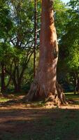 Beautiful trees in park on sunny summer day. Action. Beautiful soothing landscape of green park with large trees on sunny day. Well-maintained park with green trees on sunny summer day video