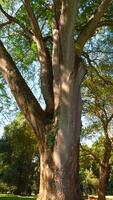 Walk through the magic forest on a sunny day. Action. Sun rays emerging though the green tree branches. video