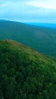 Aerial view of the coniferous forest growing on the slopes of the mountains. Clip. Evergreen valley of coniferous trees. video