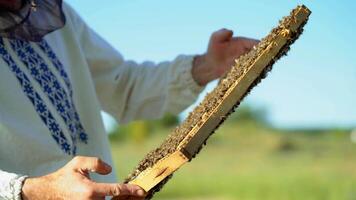 a man in a protective suit and hat holds a frame with honeycombs of bees in the garden video