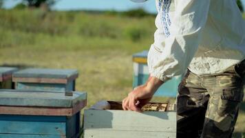 Beekeeper in protective workwear inspecting honeycomb frame at apiary. Beekeeping concept. Beekeeper harvesting honey video