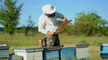 a man in a protective suit and hat holds a frame with honeycombs of bees in the garden video
