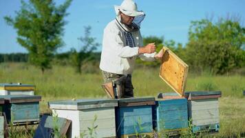 Beekeeper is working with bees and beehives on the apiary. Frames of a bee hive. Beekeeper at work. Apiculture video