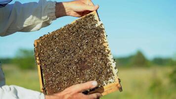 hand of man neatly holds a wooden frame with honeycomb on the background of the yard in the summer video