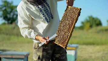 Beekeeper works in a hive - adds frames, watching bees. Beekeeper inspecting frame with honeycomb full of bees. Apiary concept video