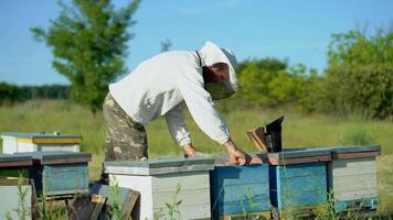 Beekeeper is working with bees and beehives on the apiary. Bees on honeycomb. Frames of a bee hive. Beekeeping. Honey. video