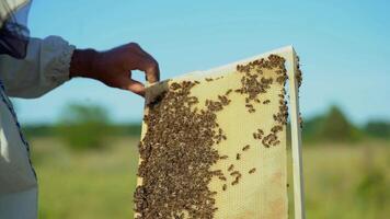hand of man neatly holds a wooden frame with honeycomb on the background of the yard in the summer video
