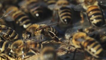 Working bees on honeycomb. Close up view of the working bees on honeycomb in summer day. video