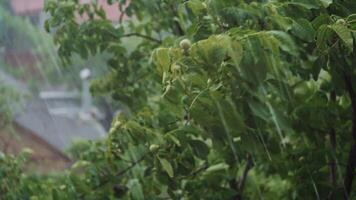 Walnut during heavy downpour. Top of trees swaying in hard rain. video