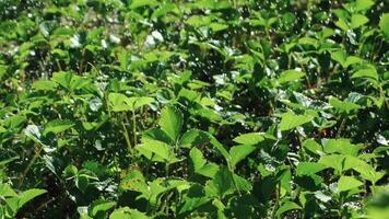 Strawberry watering on a hot sunny day. Watering strawberries. Slow motion. video