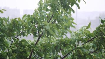Top of trees swaying in hard rain. Walnut tree. video