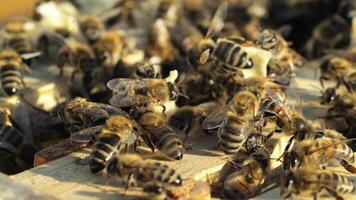 Close up view of the working bees. Bees turn nectar into honey. Beekeeping concept. video