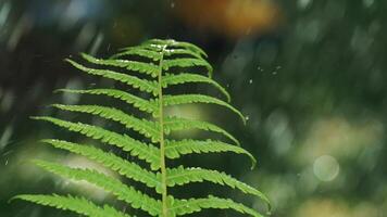 closeup of rain water drops fall on fern plant leaves in spring forest. Slow motion. video