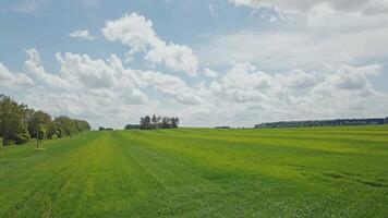 Aerial view of the green wheat field. Agricultural field video