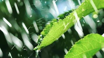 Drops of rain fall on the leaves close up. Slow motion. video