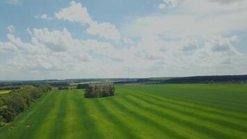 Aerial view green meadow. Beautiful green wheat field landscape on summer day. Barley agricultural field. Sky view wheat field green. video