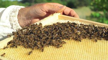 Beekeeper examines bees in honeycombs. Hands of the beekeeper. Bee is close-up. video