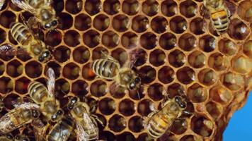 Bees convert nectar into honey and cover it in honeycombs. Apiary concept. Slow motion video