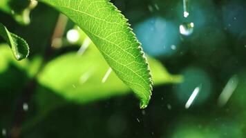 drops of water are falling on the leaf of tree in the garden in the summer. Watering plants in the yard. Slow motion video