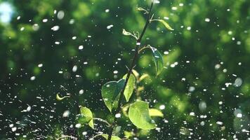 Irrigation of plants. Drops of water are flying through the plot with plants. Slow motion video