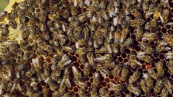 Bees sit on honeycomb with honey in a wooden frame. Apiary concept. Slow motion video