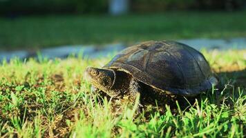 Turtle walking in the grass video