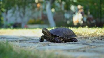 Turtle walking on the way. video