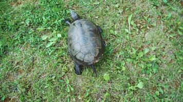 Turtle crawling on the ground among the plants. View from above video