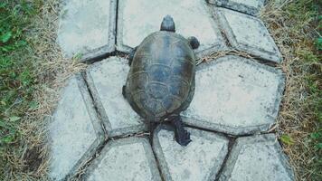 Turtle walking on the way. View from above video