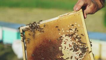 Frames of a beehive. Working bees in a hive. Bees turn nectar into honey. video