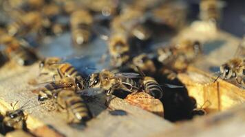 Close up view of the working bees on honeycomb in summer day. Beekeeping concept. video