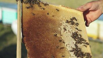 Beekeeper showing the honeycomb in the frame. Beekeeper at work. Frames of a beehive. Apiary concept video
