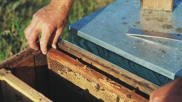 Frames of a bee hive. Hand of beekeeper is working with bees and beehives on the apiary. video