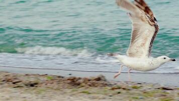 Seagull taking. Slow motion. Bird on the shore. Wild and free. video