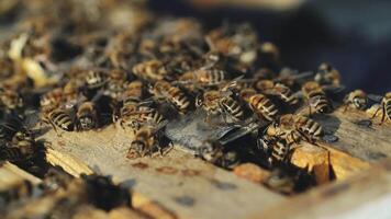 Close up view of the working bees on honey cells. Working bees on honeycomb. Bees on honeycombs video