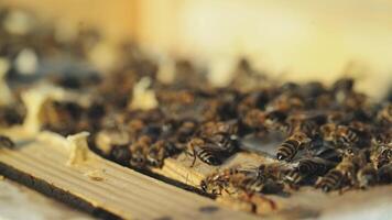 Close up view of the working bees on honey cells. Working bees on honeycomb. video