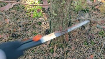 Man in a Hike Sawing Wood for the Campfire Using a Hand Saw. Tourist in a European Forest is Prepearing for the Camp. Static Shot video