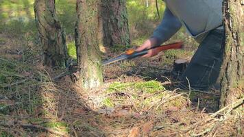 Man in a Hike Sawing Wood for the Campfire Using a Hand Saw. Tourist in a European Forest is Prepearing for the Camp. Static Shot video