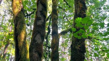 Moss-covered trees in a lush green forest. A beautiful shot of tall trees covered in thick green moss, bathed in sunlight filtering through the dense forest canopy. video