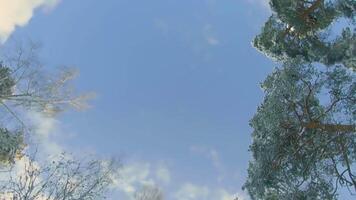 Low Angle View of a Winter Pine Forest, Walking Through the Coniferous Trees. Bottom View of the Tops of Pines in the Snow at Sunny Winter Day. The Sky Can Be Seen Through the Tops of the Pines video