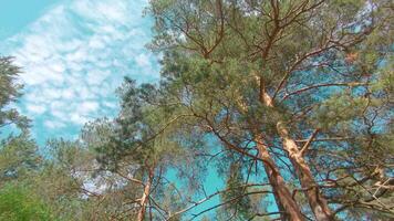 Walking Through the Pine Forest and Looking Up to the Trees. Bottom View of Pine Crowns at Sunny Summer Day. The Sky Can Be Seen Through the Tops of the Trees video