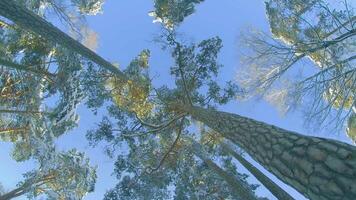 Low Angle View of a Winter Pine Forest, Walking Through the Coniferous Trees. Bottom View of the Tops of Pines in the Snow at Sunny Winter Day. The Sky Can Be Seen Through the Tops of the Pines video