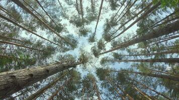 Low Angle View of a Pine Forest when Looking Up to the Trees. Bottom View of Pine Crowns at Sunny Summer Day. The Sky Can Be Seen Through the Tops of the Trees. Gimbal Stabilizer Rotation to the Left video