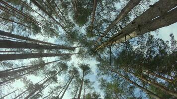Low Angle View of a Pine Forest when Looking Up to the Trees. Bottom View of Pine Crowns at Sunny Summer Day. The Sky Can Be Seen Through the Tops of the Trees. Gimbal Stabilizer Rotation to the Left video