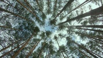 Low Angle View of a Pine Forest when Looking Up to the Trees. Bottom View of Pine Crowns at Sunny Summer Day. The Sky Can Be Seen Through the Tops of the Trees. Forward Gimbal Stabilizer Movement video
