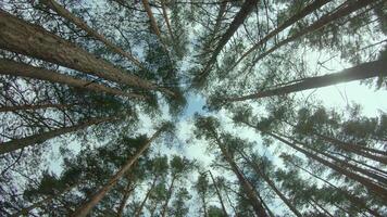Low Angle View of a Pine Forest when Looking Up to the Trees. Bottom View of Pine Crowns at Sunny Summer Day. The Sky Can Be Seen Through the Tops of the Trees. Backward Gimbal Stabilizer Movement video