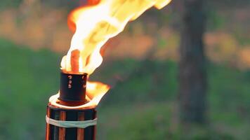 Bamboo Torch Burning in the Forest in Summer in the Daytime. Decorative Tropical Candle Has a Big Orange Flame Using Oil Fuel or Kerosene - Slow Motion. Static CloseUp Shot video
